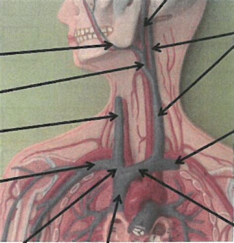 Veins Of Neck And Face Diagram Quizlet