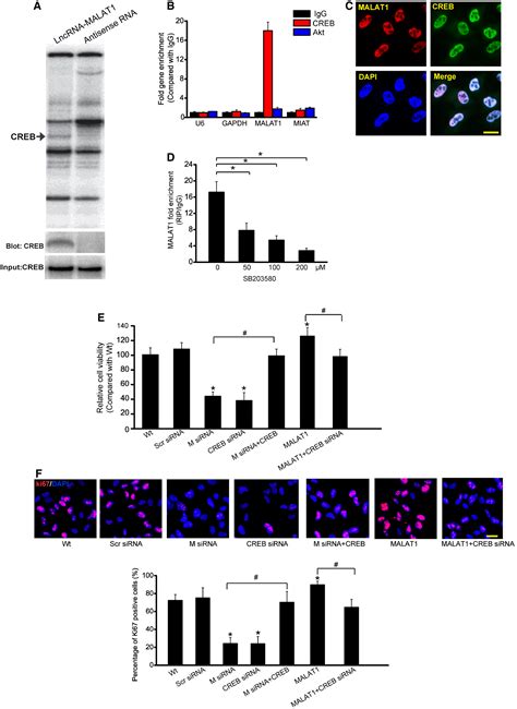 Long Noncoding RNA MALAT1 Regulates Retinal Neurodegeneration Through