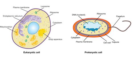 [DIAGRAM] Typical Eukaryotic Cell Diagram - MYDIAGRAM.ONLINE