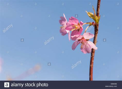 Kirsch Schatz Fotos Und Bildmaterial In Hoher Aufl Sung Alamy