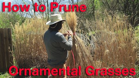 A Clever Way To Prune Ornamental Grasses Youtube