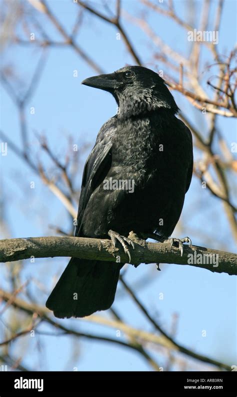 Carrion Crow Corvus Corone Corone Stock Photo Alamy