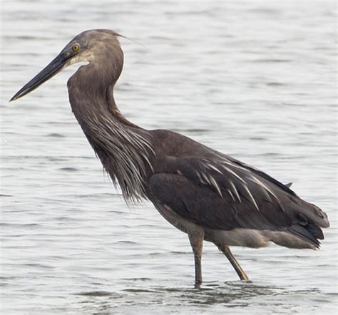 Taxo4254 Ardea Cinerea
