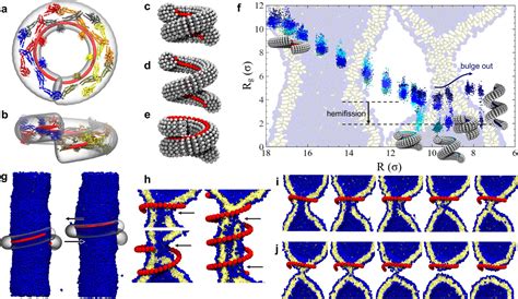 The Role Of Scaffold Reshaping And Disassembly In Dynamin Driven