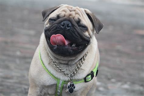 All About the Chinese Pug (Full Breed Guide)