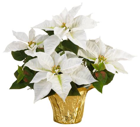 Real White Poinsettia | Rent-A-Christmas