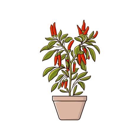 Hot Chili Pepper Plant On The Pot Vector Art At Vecteezy