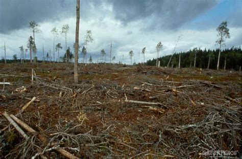 La deforestación tropical podría aumentar la temperatura 0 7 ºC Cambia pe