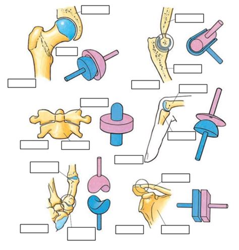 Synovial Joints Components Diagram Diagram Quizlet