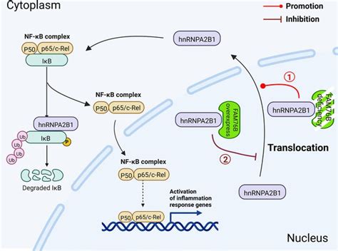 FAM76B regulates NF κB mediated inflammatory pathway by influencing the