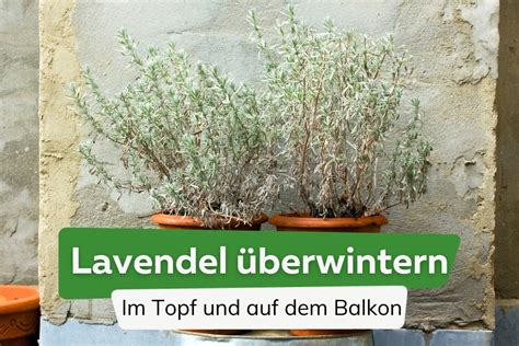 Lavendel überwintern so gelingt es auf dem Balkon und im Topf