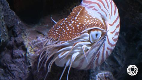 The Chambered Nautilus A Living Link With The Past Youtube