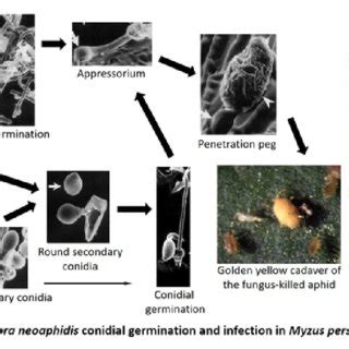 PDF Entomopathogenic Microorganisms Modes Of Action And Role In IPM