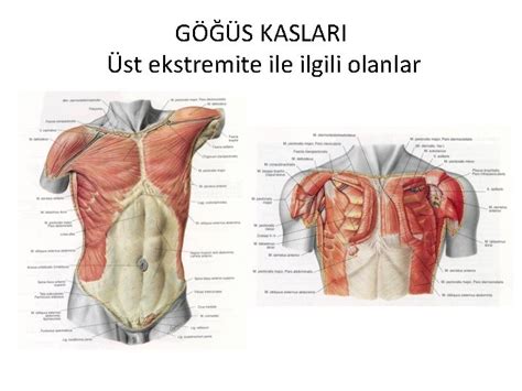 KASLAR OMUZ BLGES KASLARI M Deltoideus N Axillaris