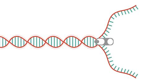 What Is Helicase? And How It unwinds DNA? – Genetic Education