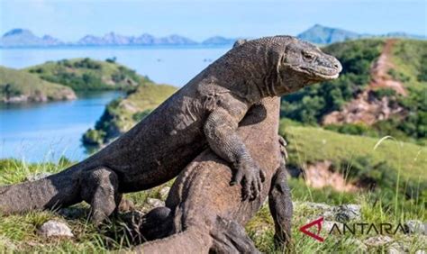 Gaduh Kenaikan Harga Tiket Pulau Komodo Wisata Lokal Terdampak Genpi Co