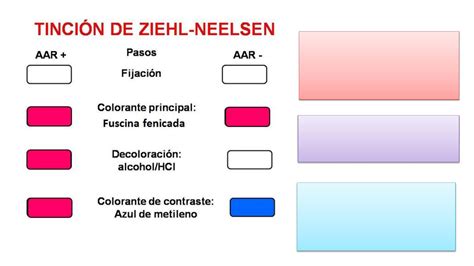 Microbio On X Tinci N De Ziehl Neelsen Cido Alcohol Off