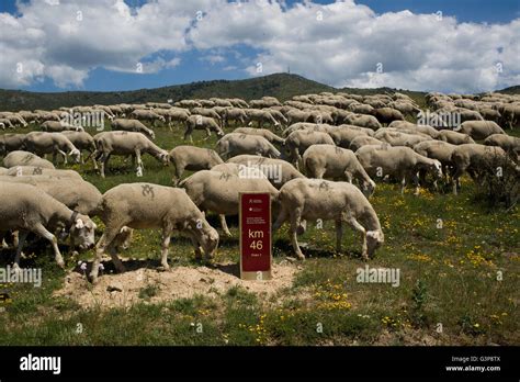 Trashumance de ovinos en la provincia de Segovia España La migración