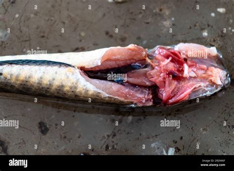 Dissection Of Cranial Nerves Circulatory System Of Channa Punctatus