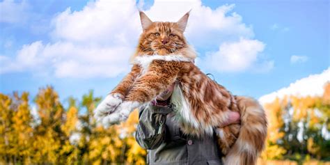 Giant Cat Breeds