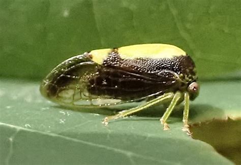 Atymna Querci Bugguidenet
