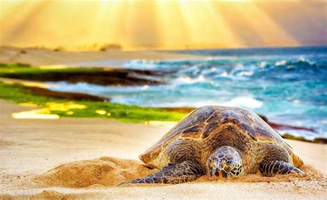 Hawaii Turtle Tours | Swim with Turtles Oahu