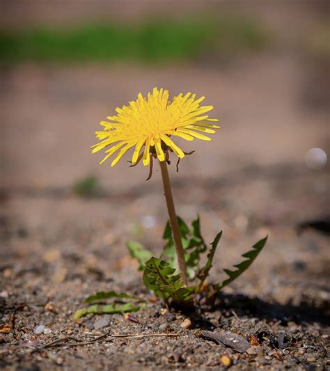 Dandelion Flower Meaning In Marathi Best Flower Site