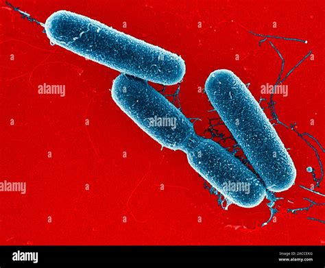 bacillus sp bacteria coloured scanning electron micrograph sem
