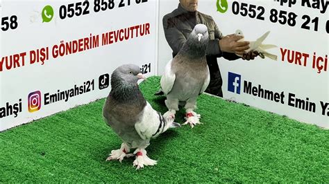 Canlı Oyun Kuşu Güvercin Mezatı Emin Yahşi Canlı Mezat canlı