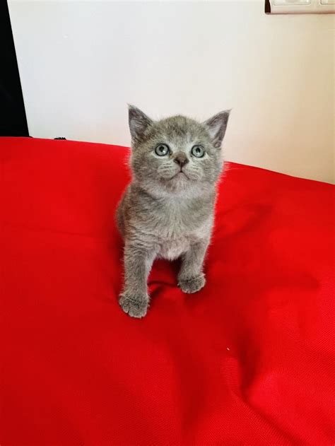 Kaliteli British Shorthair Yavru Petcim