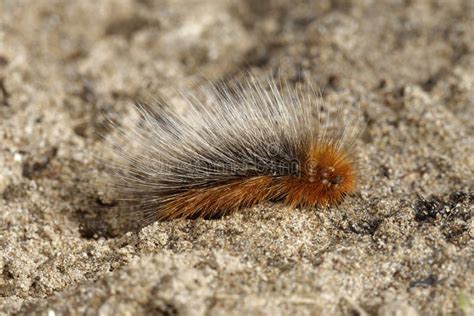 Black Woolly Bear Arctiidae Caterpillar Stock Photo - Image of butterfly, green: 100072578