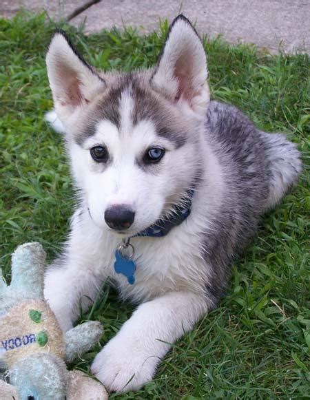 Cute Puppy Dogs: Brown siberian husky puppies