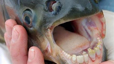 Anglers Catching Fish With Human Like Teeth Wired Fish