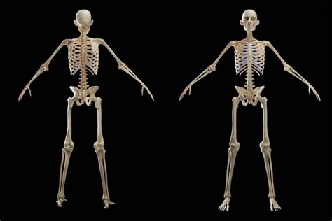 Male Anatomy Skeleton Stock Photos Royalty Free Male Anatomy Skeleton