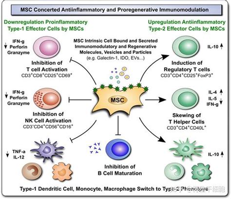 新综述：间充质干细胞调节人体免疫系统，有潜力治疗多种疾病 知乎