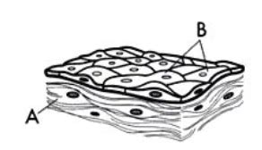 Body Tissue Quiz Flashcards Quizlet