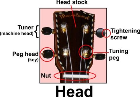 Ukulele Anatomy