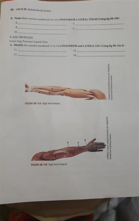 Lab Ex 9b Skeletal Muscle System Iv Leg Thigh