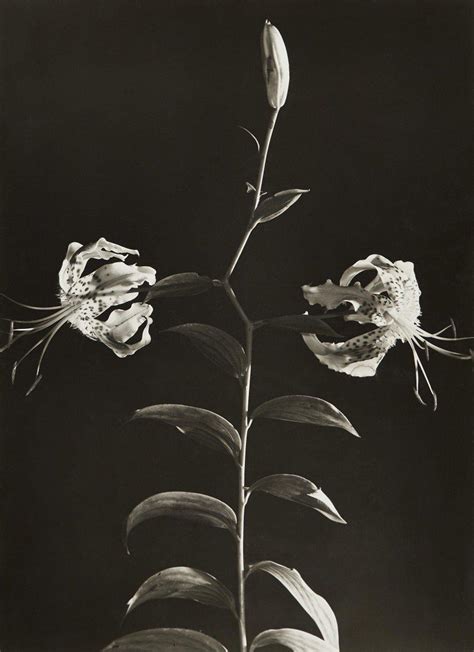 Guglielmina S On Twitter Dora Maar Dora Maar Photography Day Lilies