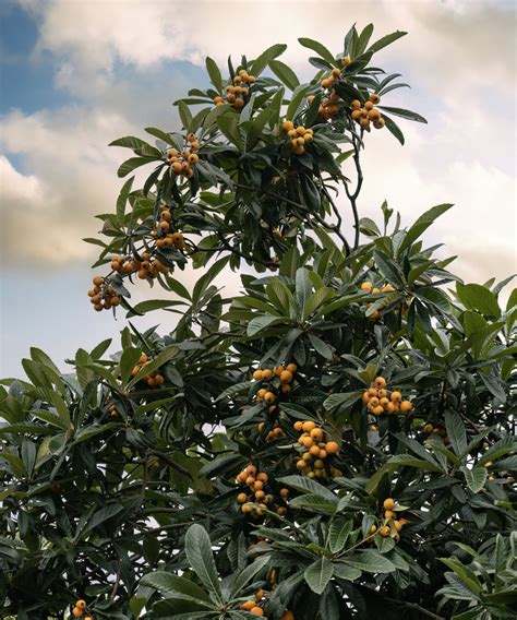 How to grow a loquat tree - tops for healthy tropical trees | Homes and