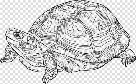 Gal Pagos Islands Tortoise Turtle Drawing Clip Art Png Clip Art Library