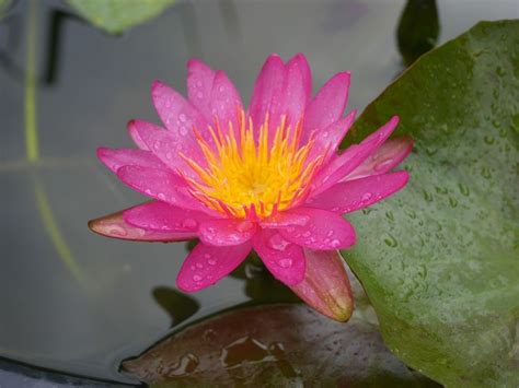 Nymphaea Munchusa HxT ISG Water Lily Thailand 003 Water Lily