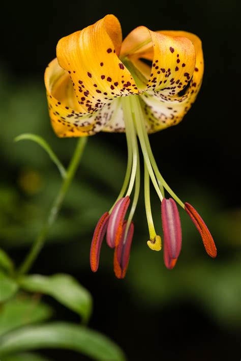 Lilium Michauxii Carolina Lily Pisgah National Forest Y Flickr