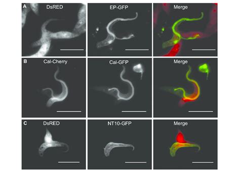 Exchange Of Different Fluorescently Tagged Proteins Indicates