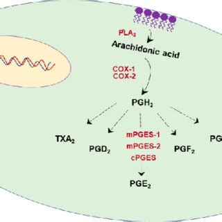 Biosynthesis of prostaglandins. | Download Scientific Diagram