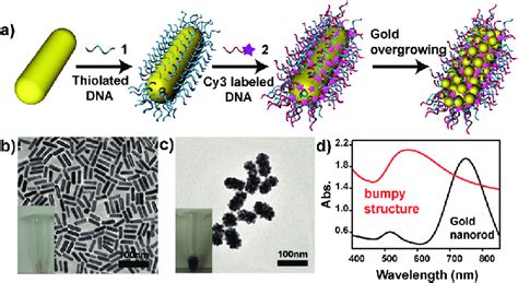 Synthesis Of Bumpy Nanostructures Using A Gold Nanorod As The Core A Download Scientific