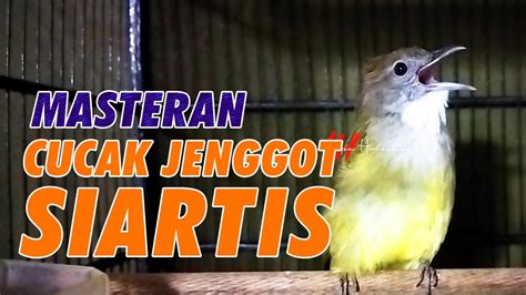 Masteran Cucak Jenggot Gacor Full Besetan Kasar Durasi Panjang Tembakan