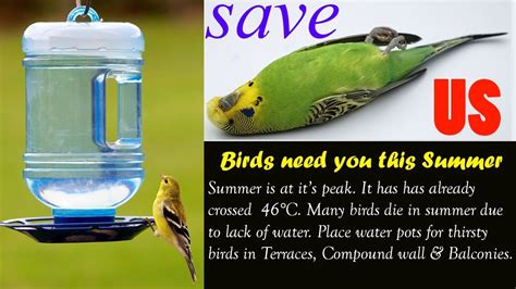 Save Birds In Summer How To Care Birds In Hot Whether Youtube