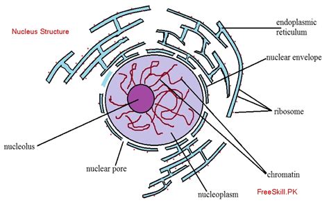 Nucleus: Define its Structure & Function