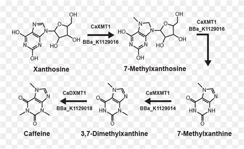 Characterization Extraction Of Caffeine From Tea Mechanism HD Png